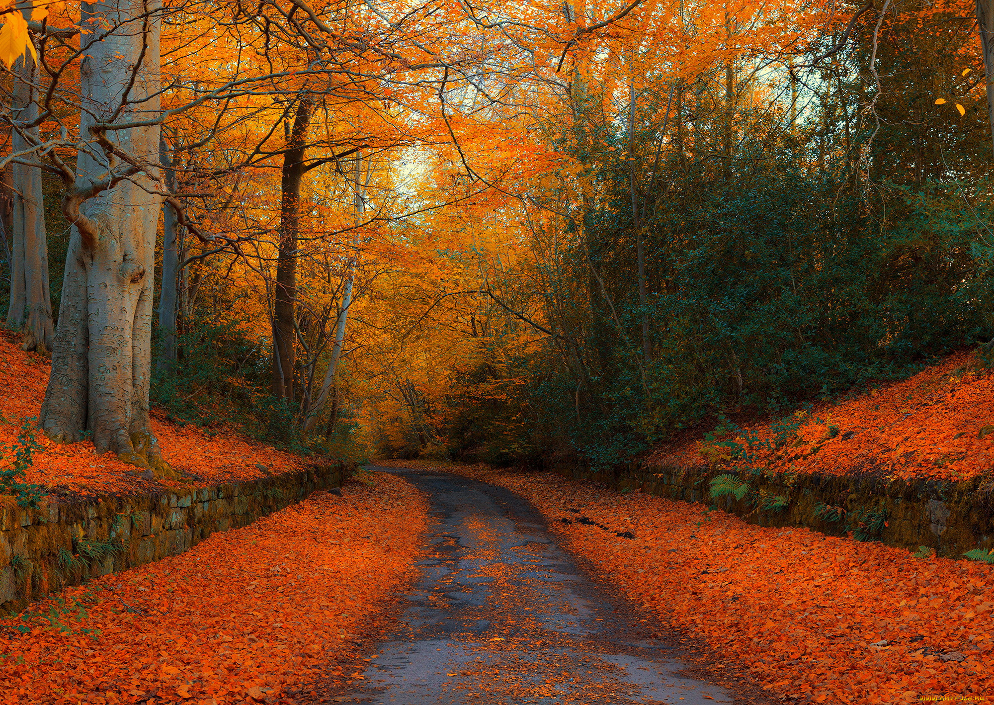 Осенний лес Англии